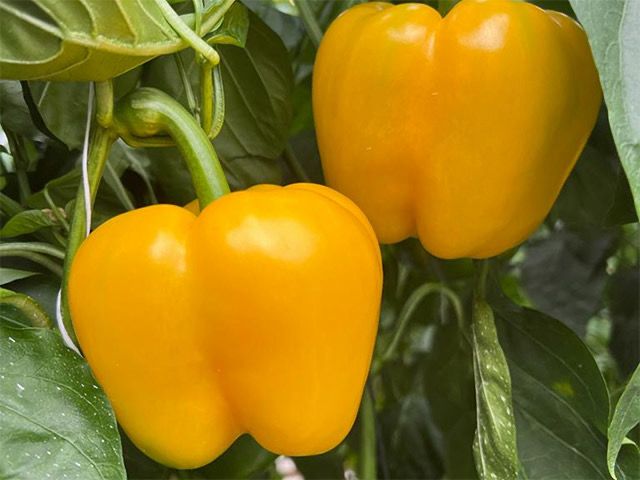 Pepper - Calcio
