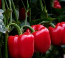 Pepper - Hokkaido