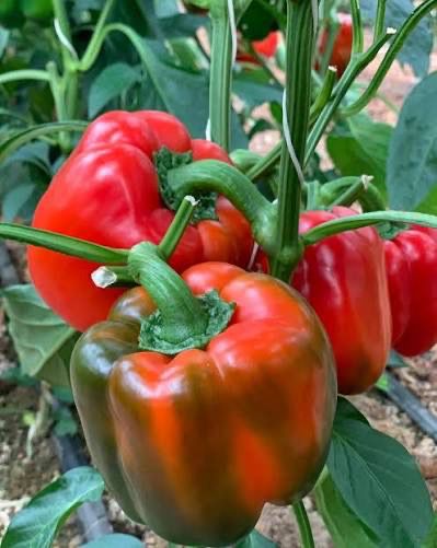 Pepper - Masami