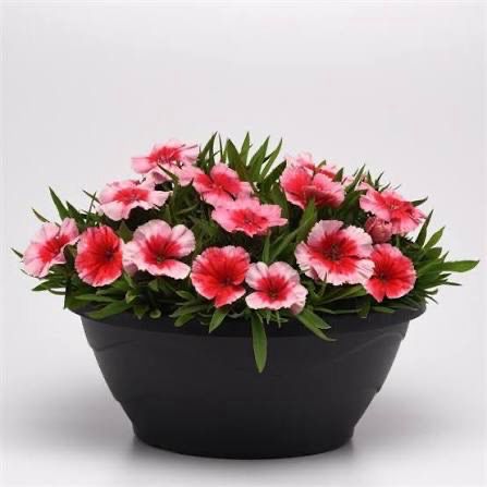 Dianthus - Coronet Strawberry