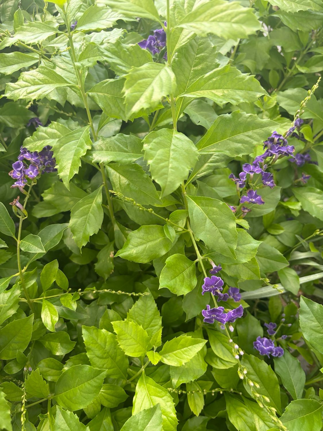 Duranta - Erecta