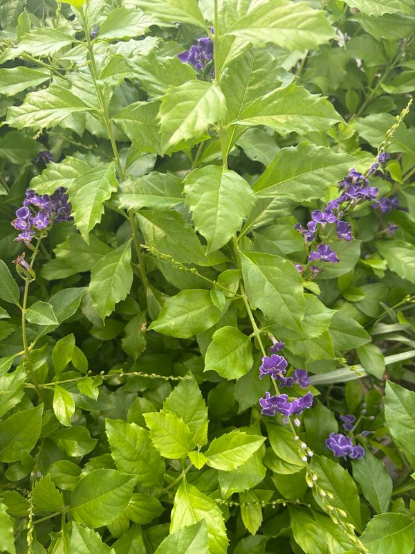Duranta - Erecta