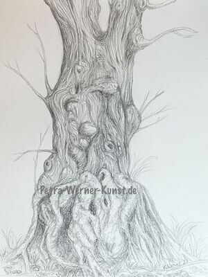 Ein alter Baum, der viel gesehen hat, Grafitzeichnung, 40cm x 29,8 cm, 2023