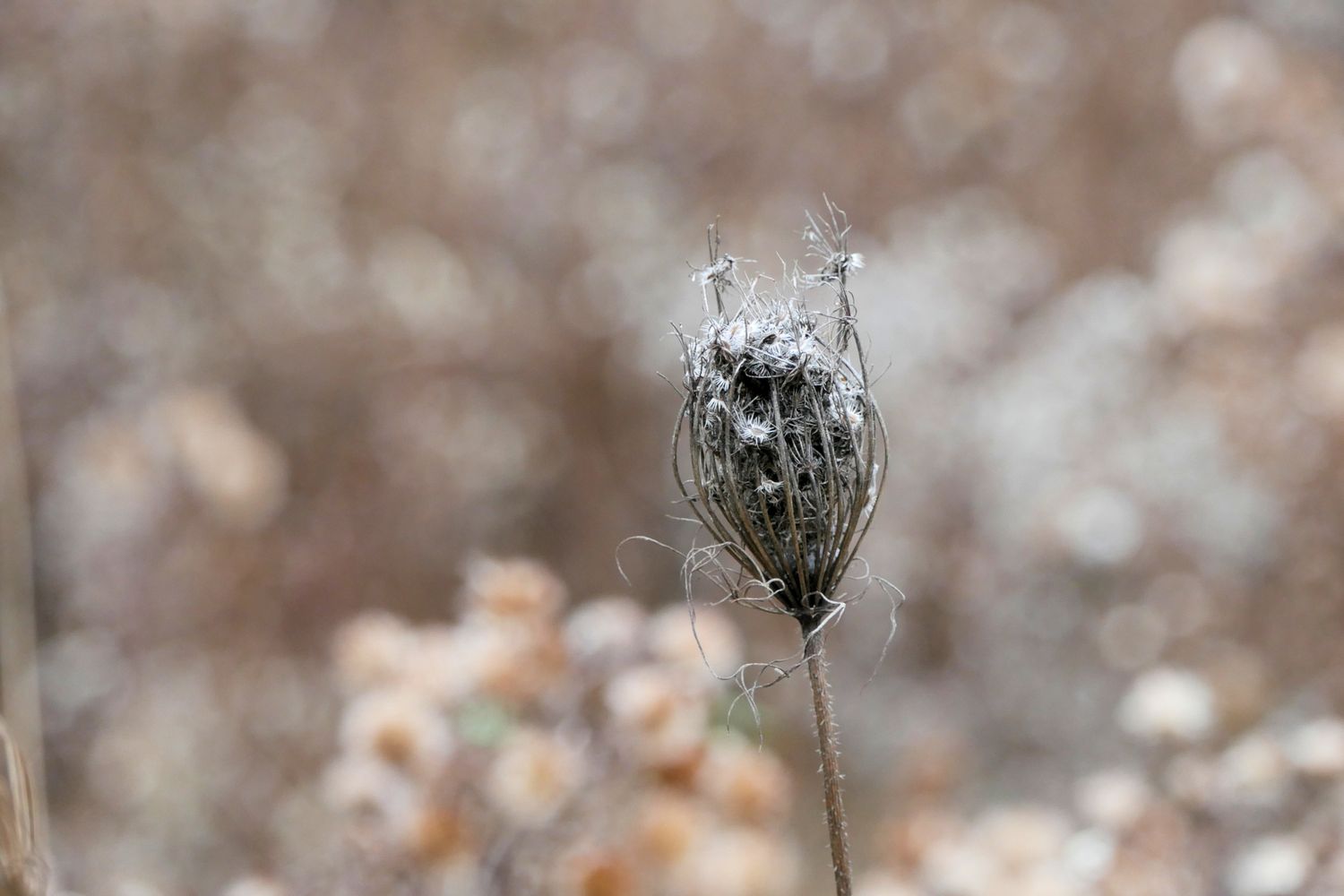 Photographie originale parmi celles de mes séries Fractales et Animalité