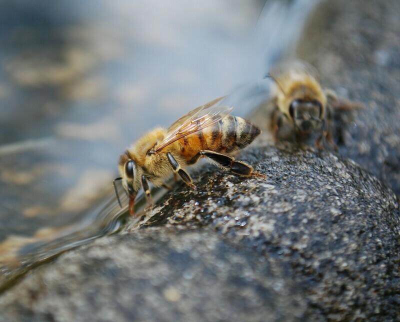Nucs