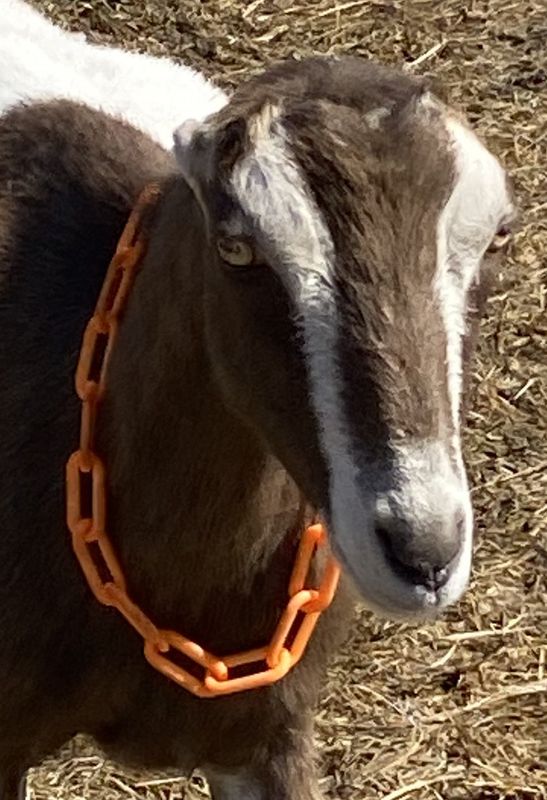 Goat Safety Breakaway Collar