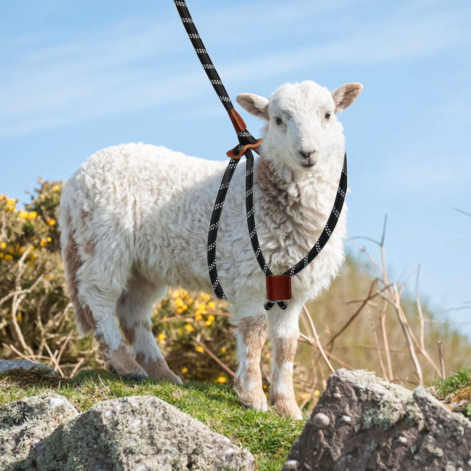 Goat and Sheep all in one Harness & Leash