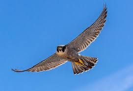 Corporate Sponsorship: Peregrine Level