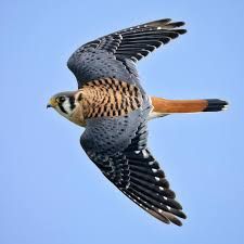 Corporate Sponsorship: Kestrel Level