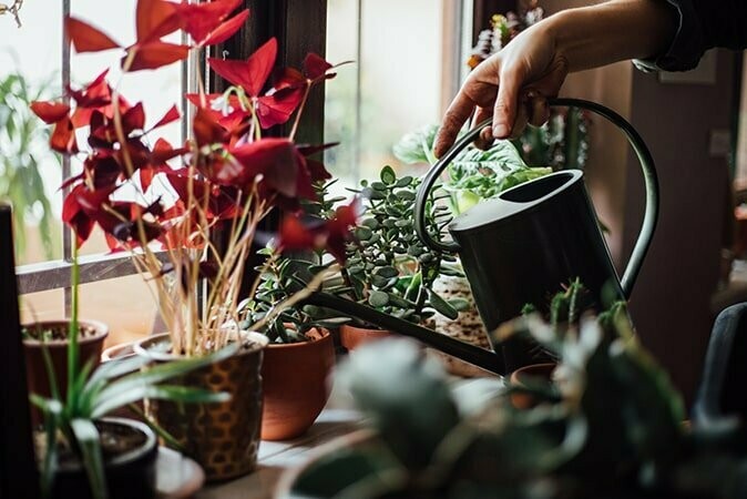 Plants