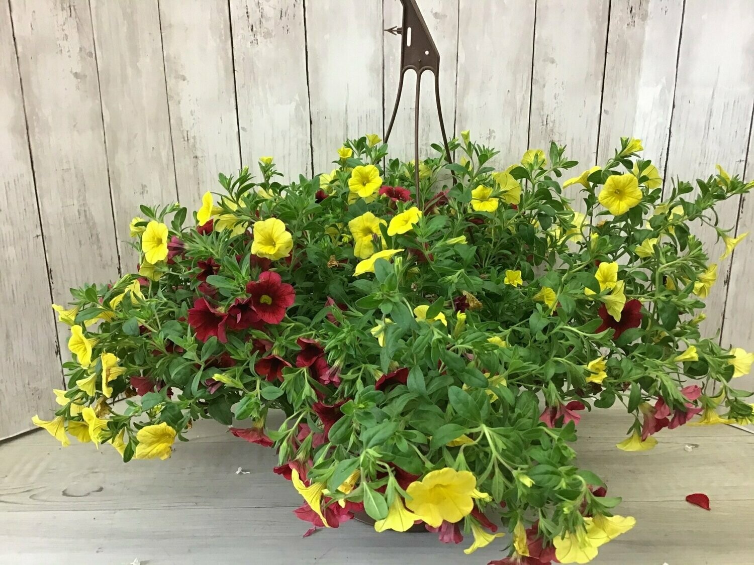 SMALL Hanging Basket For Sun **Colors and Flowers will Vary**