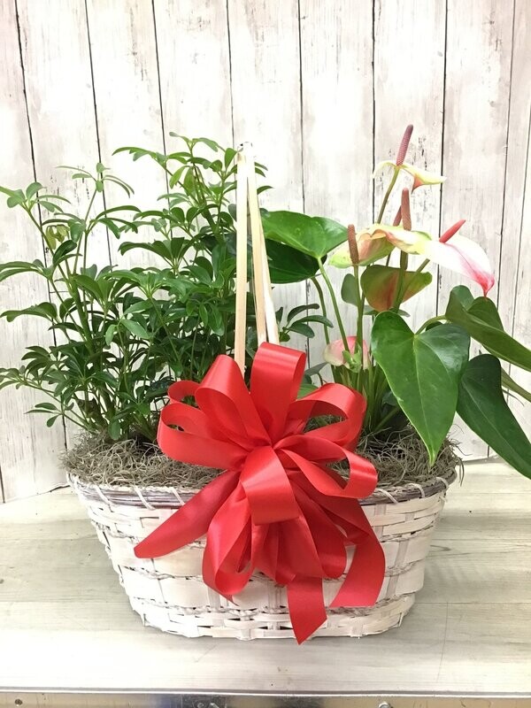 Peaceful Wishes Combo  -Two 6" plants- Item #WFEBT-404
