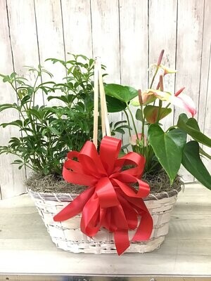Peaceful Wishes Combo -Two 6" plants- Item #WFEBT-404