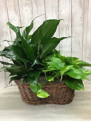 Natural Touch Combo - Two 6" plants Item #WFEBT-401