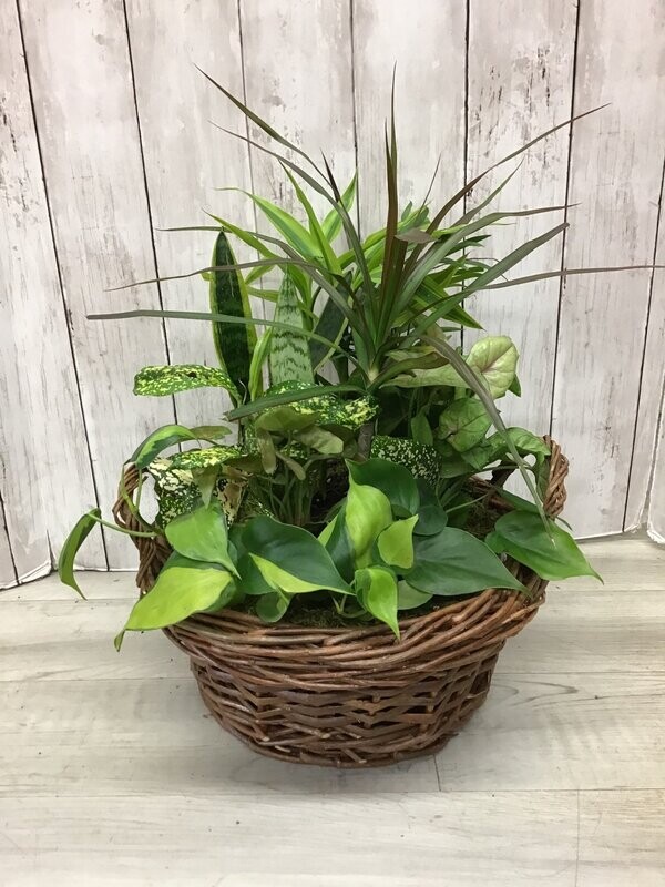 Tranquil Dishgarden - Item #WFEBT-402 Tranquil Dishgarden - Item #WFEBT-402