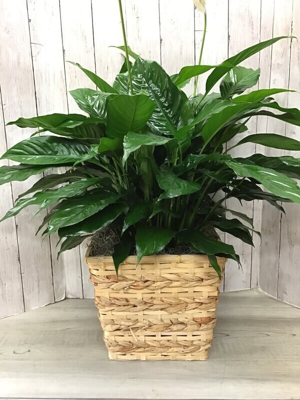8" Large  Peace Lily in A Container  - Item #WFEBT-413
