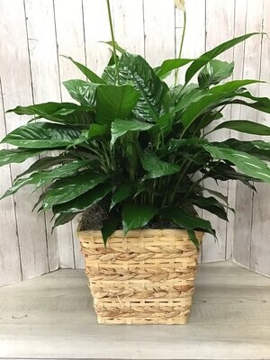 8" Large Peace Lily in A Container - Item #WFEBT-413