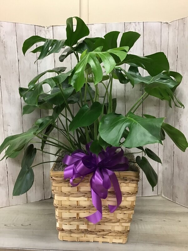 Large Split Leaf Philodendron in basket - Item #WFEBT-417