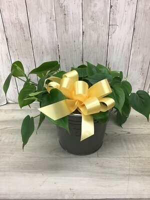 Philodendron in pot - Item #WFEBT-410
