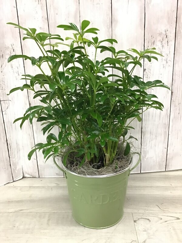 Schefflera in Tin Pot - Item #WFEBT-407 Schefflera in Tin Pot - Item #WFEBT-407
