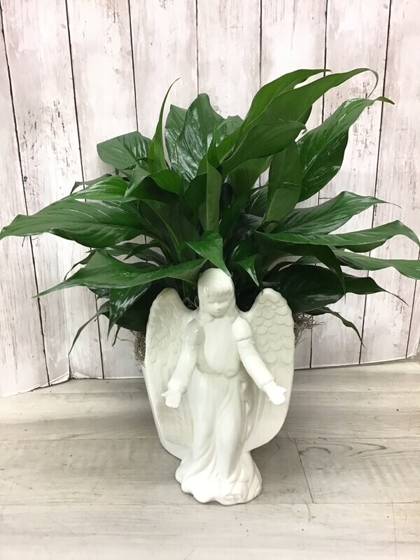 Ceramic Angel pot with green Peace Lily   - Item #WFEBT-406