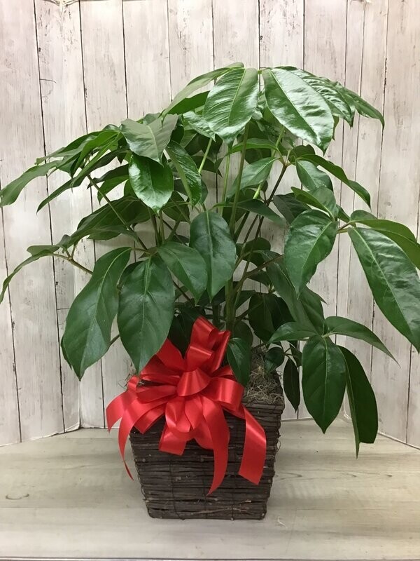 8" Large Schefflera in Wicker  - Item #WFEBT-412