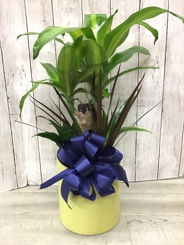 6" Corn plant and Dracaena combo  - Item #WFEBT-414