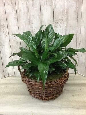 Small Peace Lily combo basket - Item #WFEBT-416