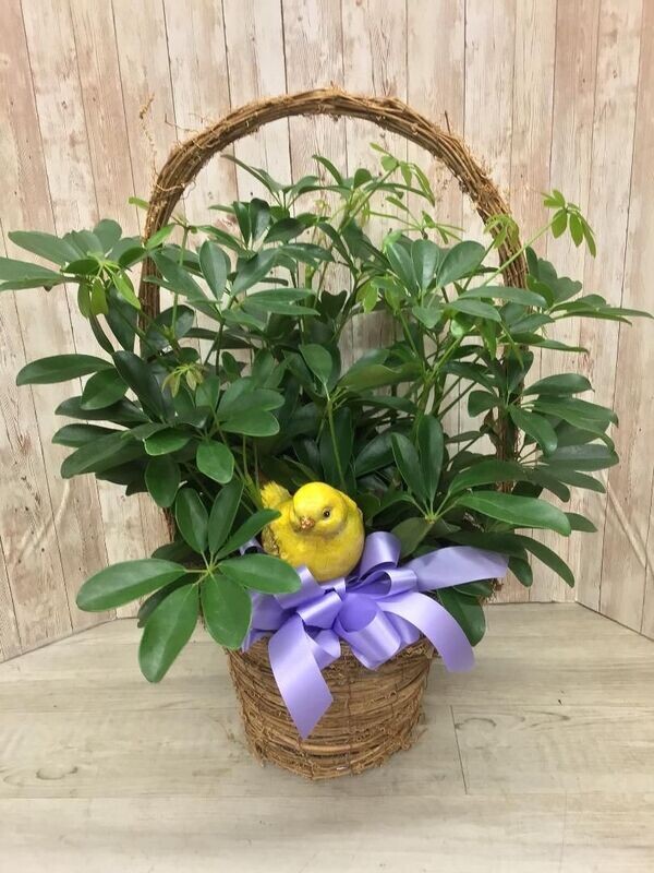 Schefflera in basket with bird Item #WFEBT-420