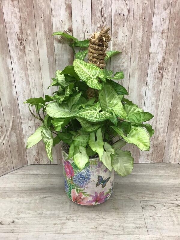 Arrowhead in butterfly floral pot - Item #WFEBT-418