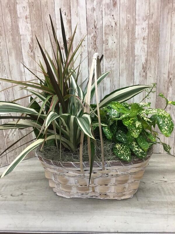 Dracaena and mixed plant combo   #WFEBT-422