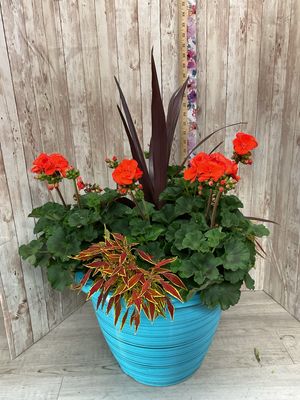 Large Outdoor planter for SUN with mixed annuals ***Colors and Flowers WILL Vary*** Item #WFEBT-452
