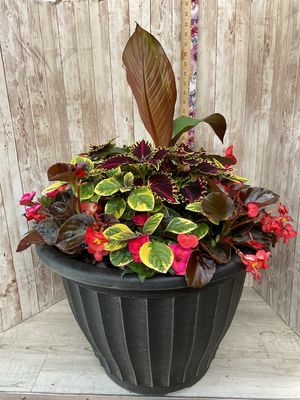 Outdoor planter for SHADE with mixed annuals ***Colors and Flowers WILL Vary*** Item #WFEBT-455