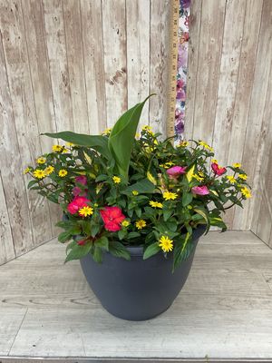 Outdoor planter for SUN with mixed annuals ***Colors and Flowers WILL Vary*** Item #WFEBT-454