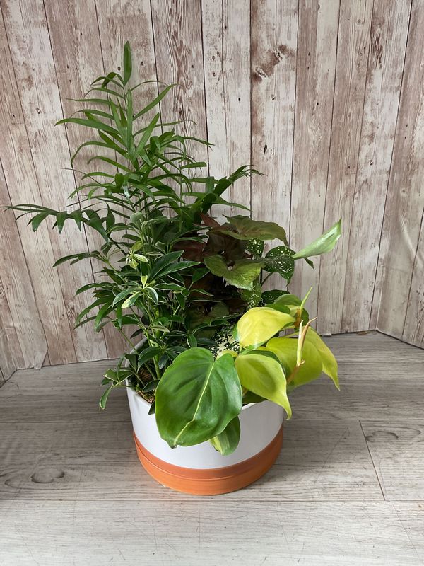 Small Dishgarden in ceramic pot #WFEBT-423