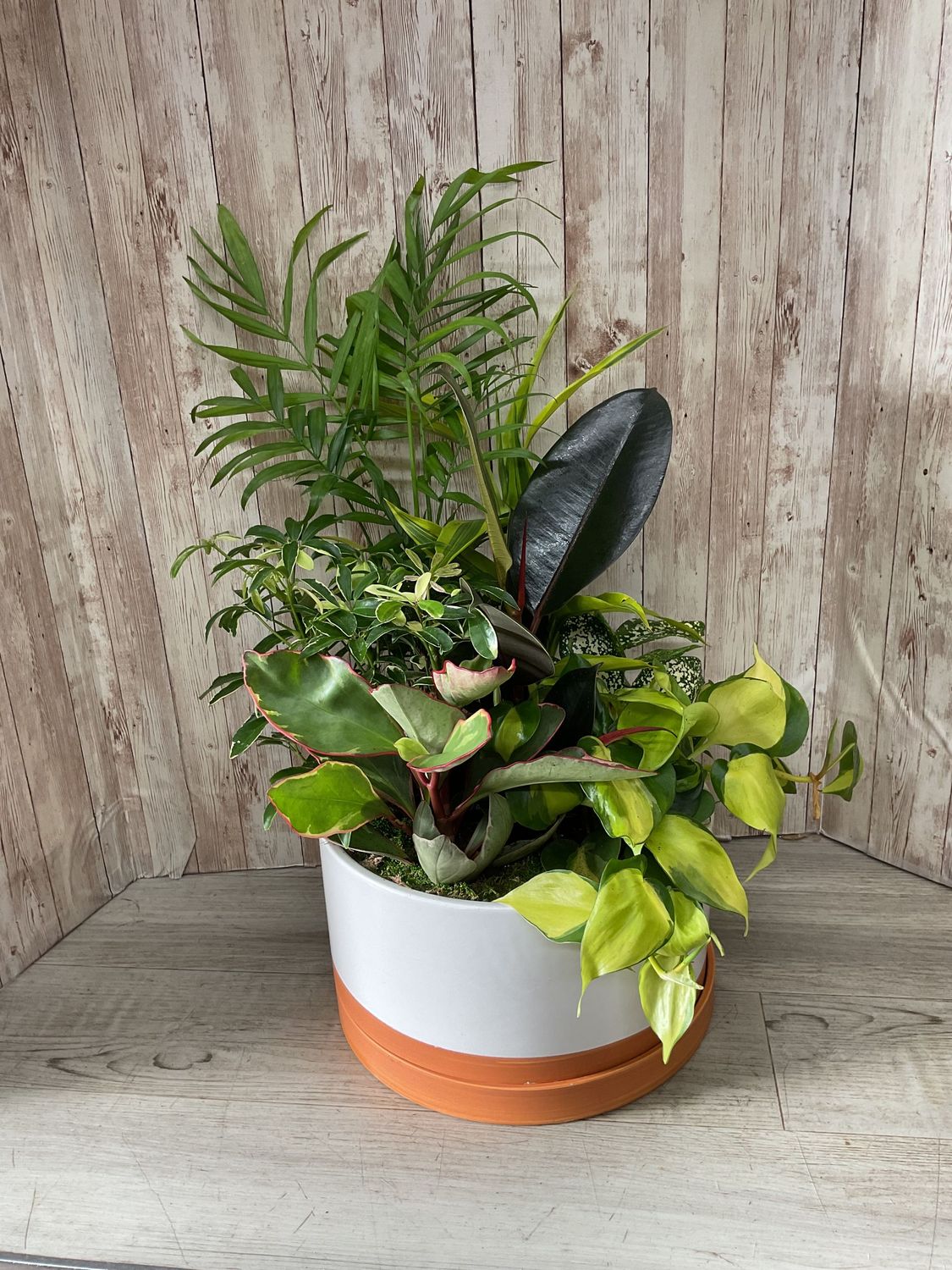 Large Dishgarden in ceramic pot #WFEBT-421