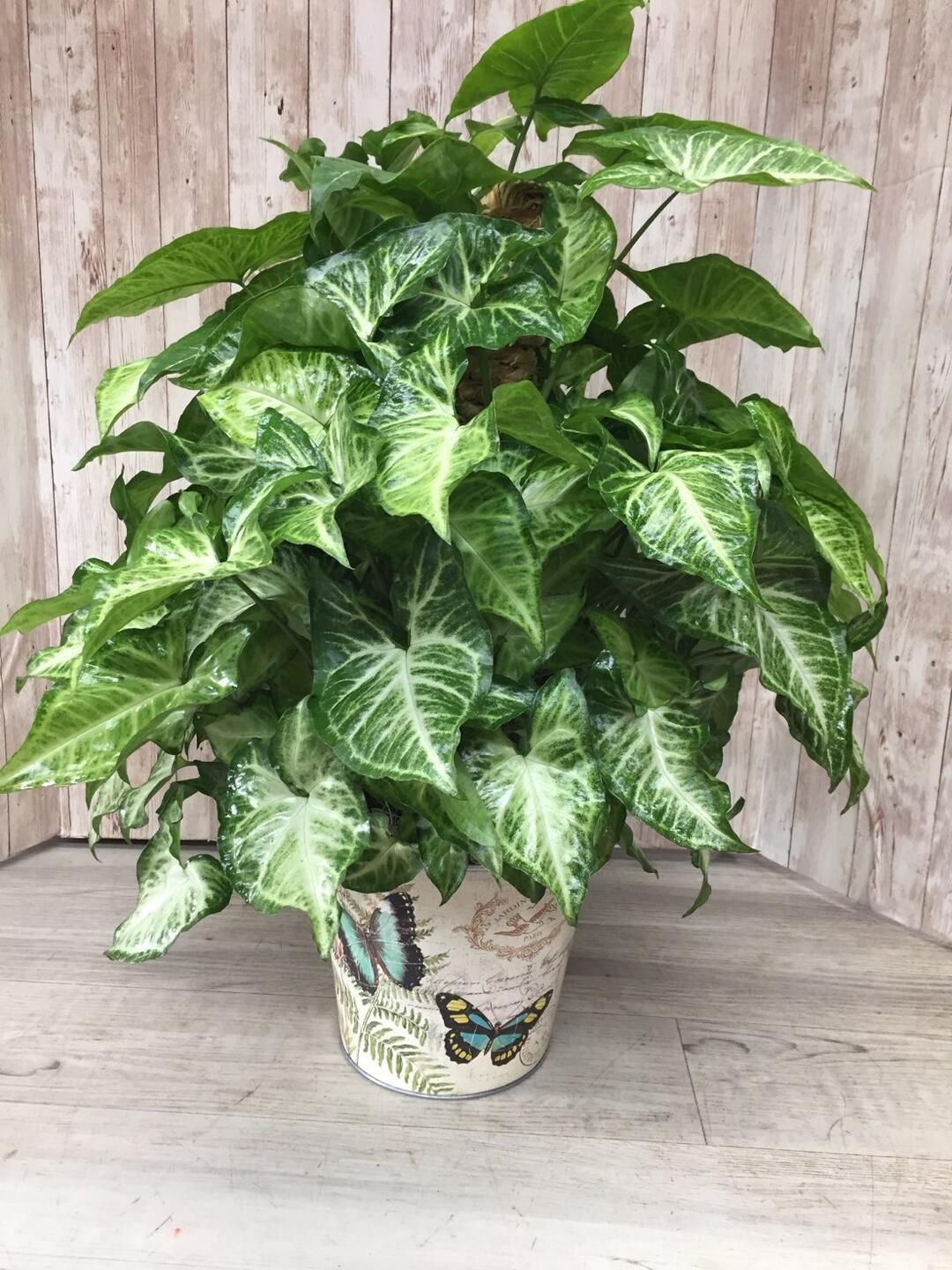 Arrowhead in butterfly floral pot **POT MAY VARY**  - Item #WFEBT-418