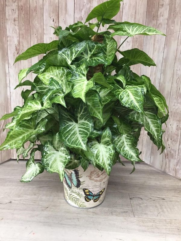 Arrowhead in butterfly floral pot **POT MAY VARY**  - Item #WFEBT-418 Arrowhead in butterfly floral pot **POT MAY VARY**  - Item #WFEBT-418