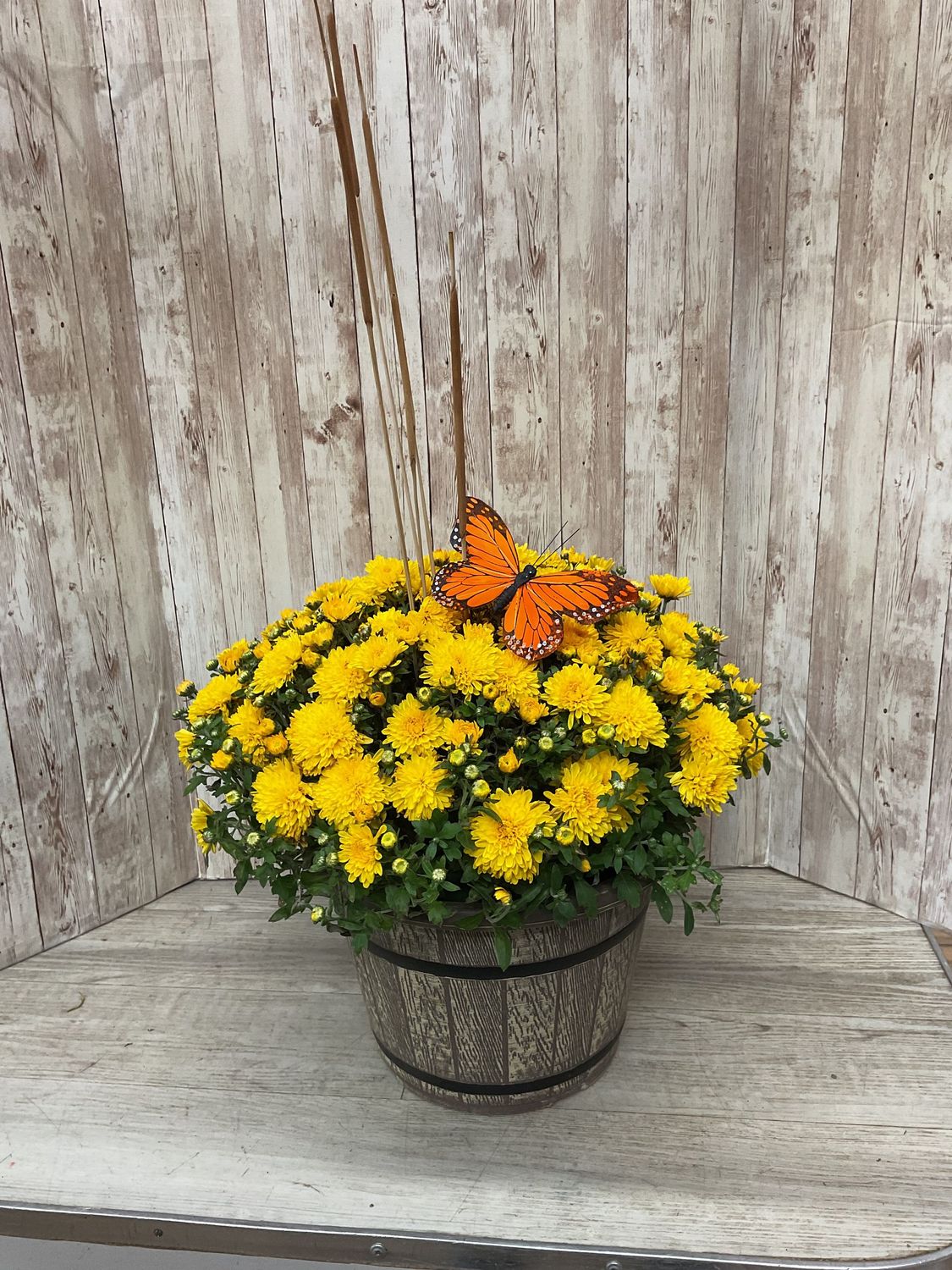 Outdoor Mum in basket with butterfly and cattails