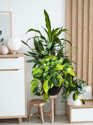 Plants