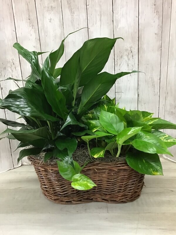Natural Touch Combo - Two 6 Natural Touch Combo - Two 6" plants Item #WFEBT-401