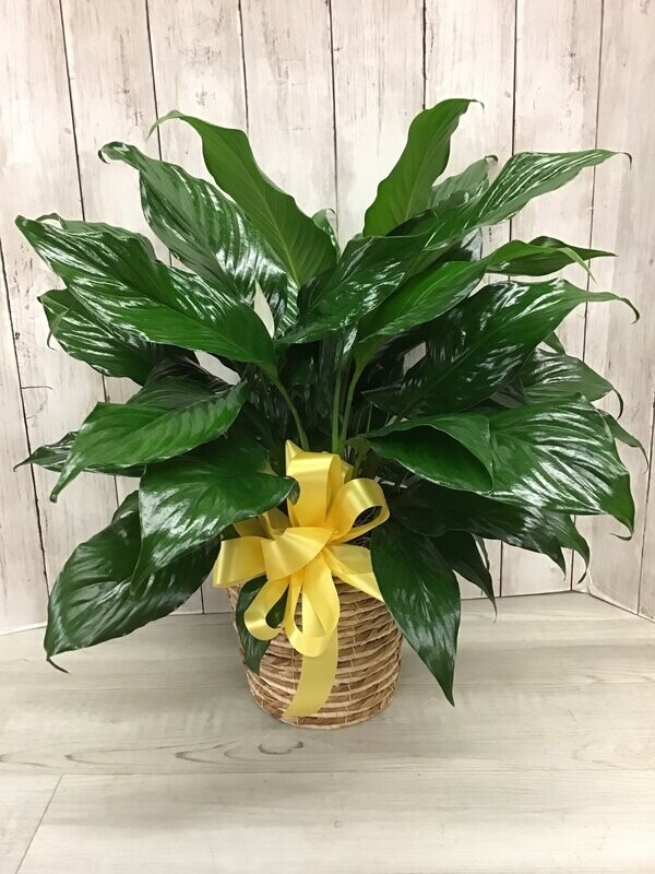 Peace Lily in Wicker Basket - Item #WFEBT-409 Peace Lily in Wicker Basket - Item #WFEBT-409