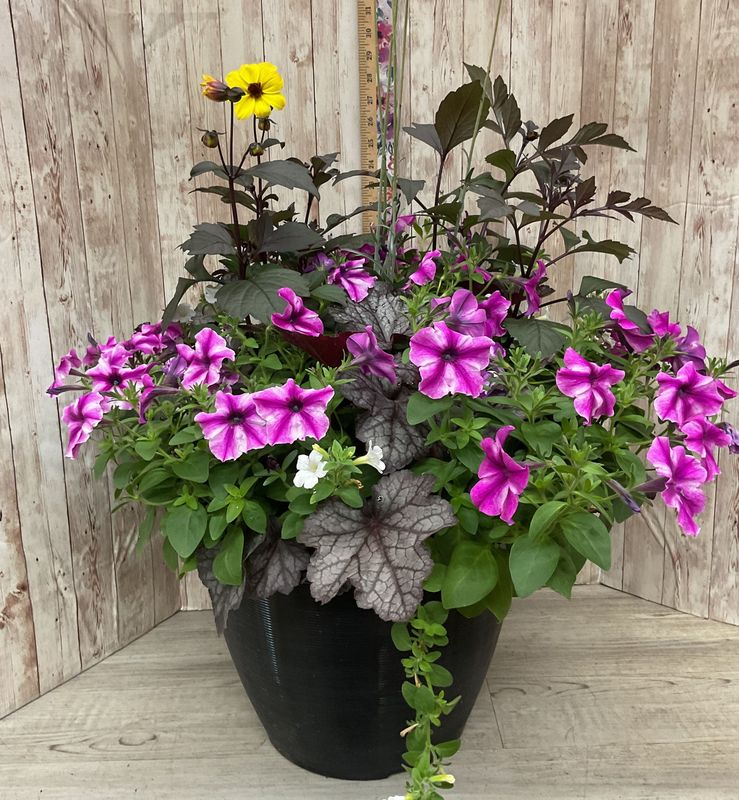 Large Outdoor planter for SUN with mixed annuals ***COLORS AND FLOWERS WILL VARY*** Item #WFEBT-452