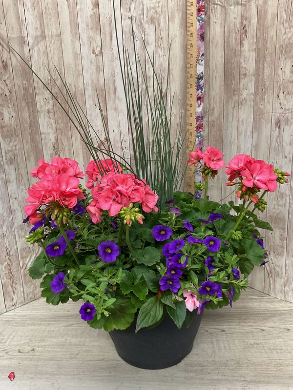 Outdoor planter for SUN with mixed annuals  ***COLORS AND FLOWERS WILL VARY*** Item #WFEBT-454