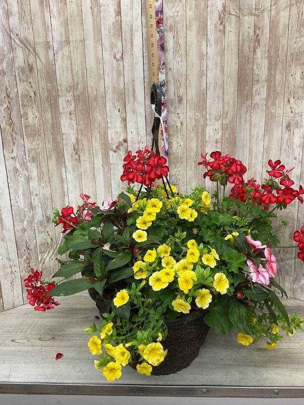 Outdoor Hanging Basket for SUN with mixed annuals ***COLORS AND FLOWERS WILL VARY*** Item #WFEBT-459
