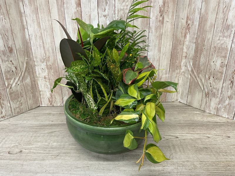 Large Dishgarden in ceramic pot #WFEBT-421