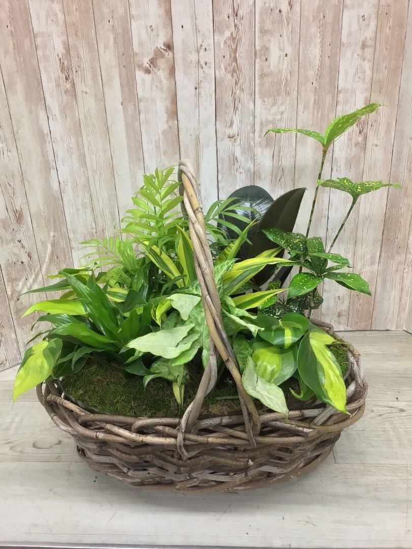 large Dishgarden in basket #WFEBT-424 large Dishgarden in basket #WFEBT-424
