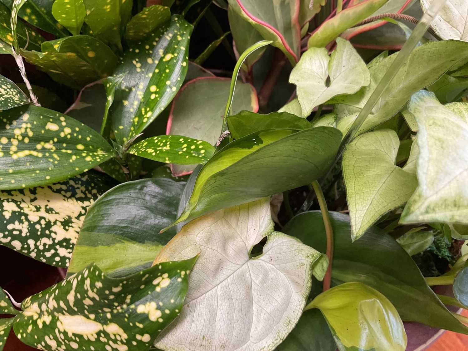 Small Designer Choice Plant  - Item #WFEBT-4001