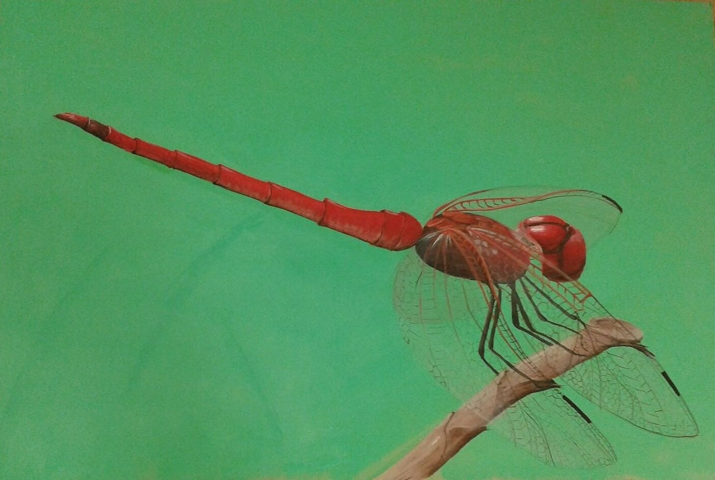 Rote Libelle