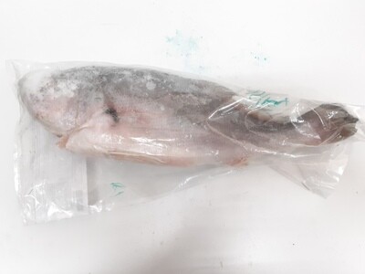 River/Freshwater Croaker JONA 1 Kg